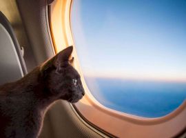 Có được mang mèo lên máy bay không?